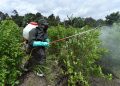 Colombia se rebela y desafía la política antidrogas de Trump