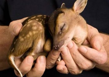 Animalistas en contra de la propuesta de Ley de “bienestar animal”