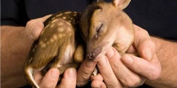 Animalistas en contra de la propuesta de Ley de “bienestar animal”