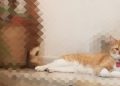Hoy se celebra el Día Internacional del Gato