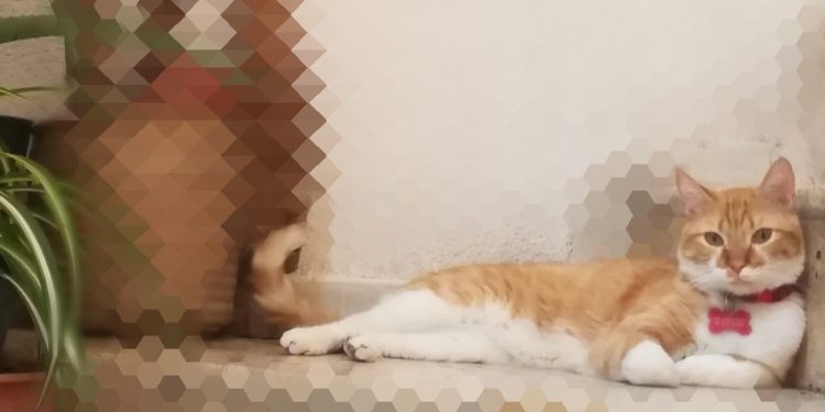 Hoy se celebra el Día Internacional del Gato