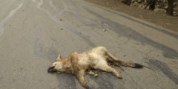 Reautoriza Trump el uso de ‘bombas de cianuro’ para asesinar animales salvajes