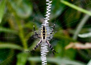 #VIDEO Una araña gigante atrapa a un murciélago en su red para devorarlo