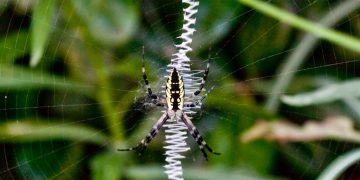 #VIDEO Una araña gigante atrapa a un murciélago en su red para devorarlo