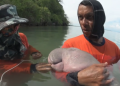 Bebé dugongo muere por ingerir de desechos plásticos en Tailandia
