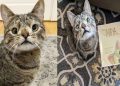 Familia de gatita con ‘Síndrome de Down’ lanza libro para concientizar