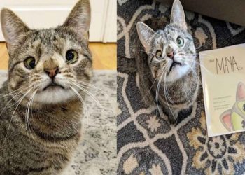 Familia de gatita con ‘Síndrome de Down’ lanza libro para concientizar