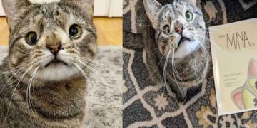 Familia de gatita con ‘Síndrome de Down’ lanza libro para concientizar