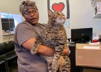 Buscan familia para gato de 12 kilos ¡impresionante!