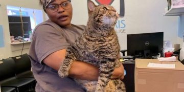 Buscan familia para gato de 12 kilos ¡impresionante!