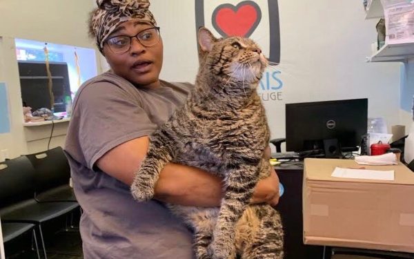 Buscan familia para gato de 12 kilos ¡impresionante!