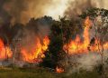 Tras el daño de los incendios, tres décadas llevaría recuperar la Amazonia
