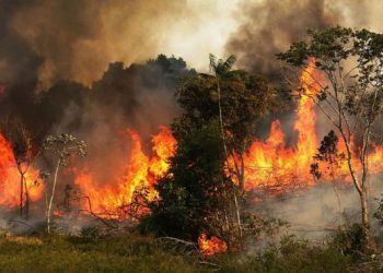 Tras el daño de los incendios, tres décadas llevaría recuperar la Amazonia