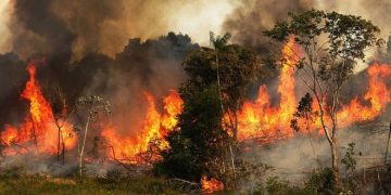 Tras el daño de los incendios, tres décadas llevaría recuperar la Amazonia
