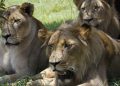#VIDEO Un guía de safari sigue huellas de leones y se lleva una escalofriante sorpresa