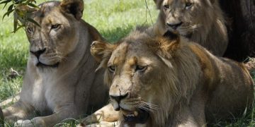 #VIDEO Un guía de safari sigue huellas de leones y se lleva una escalofriante sorpresa