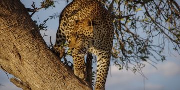 Abren la jaula de un leopardo y este muerde a su un niño de dos años