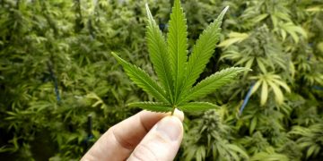 Una dosis de mariguana diaria en la vejez podría revertir la demencia