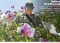 En 5 años se desplomó 70% la erradicación de mariguana
