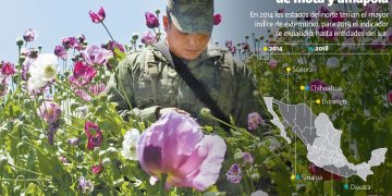 En 5 años se desplomó 70% la erradicación de mariguana