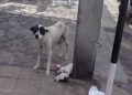 #VIDEO Enternecedora historia de perrita que pide ayuda para su cachorro