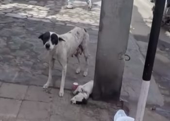 #VIDEO Enternecedora historia de perrita que pide ayuda para su cachorro