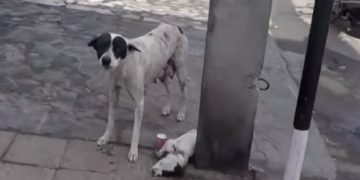 #VIDEO Enternecedora historia de perrita que pide ayuda para su cachorro