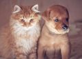 ¿Sabes la edad que tiene tu perro o tu gato en ‘años humanos’?