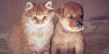 ¿Sabes la edad que  tiene tu perro o tu gato en ‘años humanos’?
