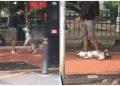 #VIDEO Supuesto entrenador de perros que asfixia a husky es detenido por autoridades