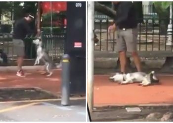 #VIDEO Supuesto entrenador de perros que asfixia a husky es detenido por autoridades
