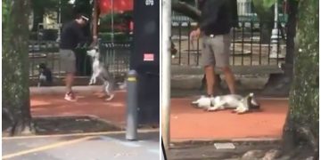 #VIDEO Supuesto entrenador de perros que asfixia a husky es detenido por autoridades