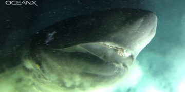Encuentran Tiburón más antiguo que dinosaurios