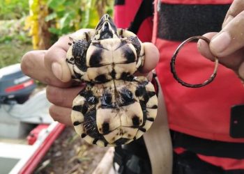 Crece tortuga deforme por banda elástica