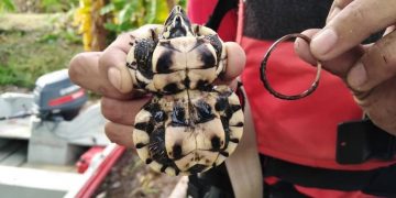 Crece tortuga deforme por banda elástica