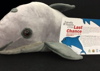 El CITES da ultimátum a México para salvar a la vaquita marina