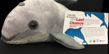 El CITES da ultimátum a México para salvar a la vaquita marina