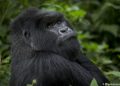 Uganda protege con café a gorilas de montaña amenazados