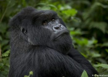 Uganda protege con café a gorilas de montaña amenazados