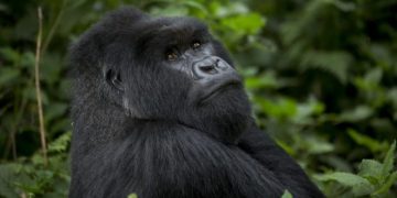 Uganda protege con café a gorilas de montaña amenazados