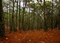 Decretan a ejido La Loma como área natural protegida en Rioverde