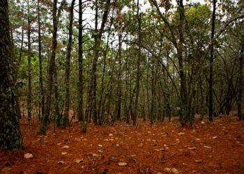 Decretan a ejido La Loma como área natural protegida en Rioverde
