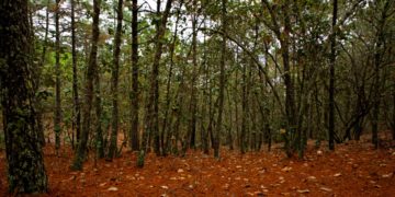Decretan a ejido La Loma como área natural protegida en Rioverde