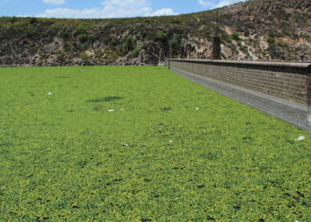 Interapas llevará a cabo la limpieza de lirio acuático de la Presa San José