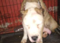 Rescatan a la pitbull “Merry” golpeada por “el Orejas”