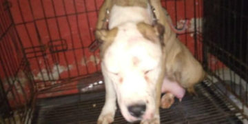 Rescatan a la pitbull “Merry” golpeada por “el Orejas”