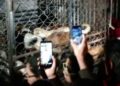 Mujer poblana que mataba perros y gatos para vender su carne es detenida
