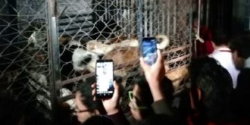 Mujer poblana que mataba perros y gatos para vender su carne es detenida