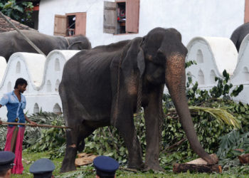 Tikiri la elefanta esquelética que vivía en Sri Lanka ha muerto