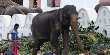 Tikiri la elefanta esquelética que vivía en Sri Lanka ha muerto